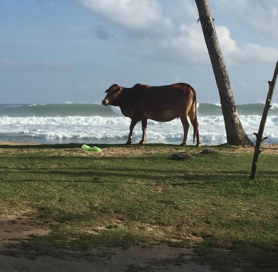 Sundance Surf Coconut Point Hotel Weligama Luaran gambar